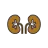 Kidney